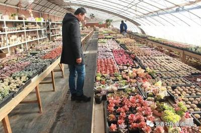 通州这个多肉王国搬家台湖,千余种多肉即将迎客